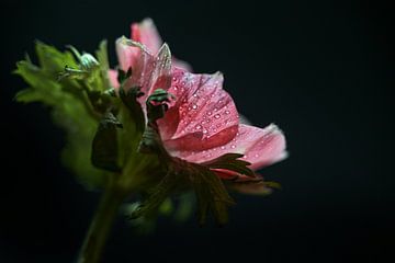Roze anemoonbloem met waterdruppels binnenin tegen zwart van Maren Winter
