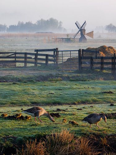 Ganzen en molen bij Zaanse Schans