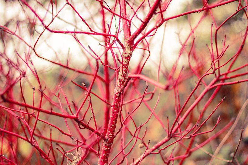 Kleurrijke natuur von Petra Brouwer