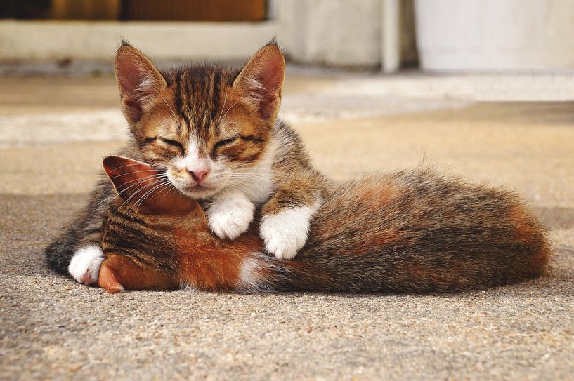 Slapende kittens by Carina Stroo Cloeck