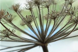 Herbst von Carla Mesken-Dijkhoff