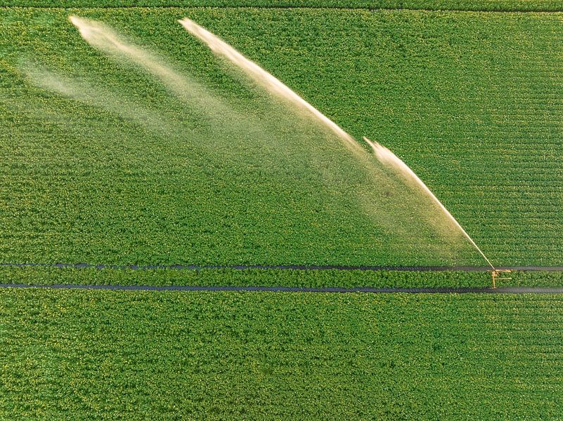 Aardappelen in een veld met bloeiende groene planten tijdens zonsondergang van Sjoerd van der Wal Fotografie