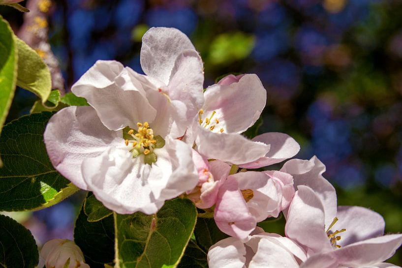 Concept flora : Apple blossoms von Michael Nägele