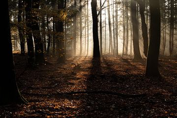 Ombre, forêt et soleil. sur Larissa Rand