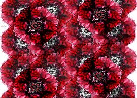 Das Land der unbekannten Blume von Wouter Springer