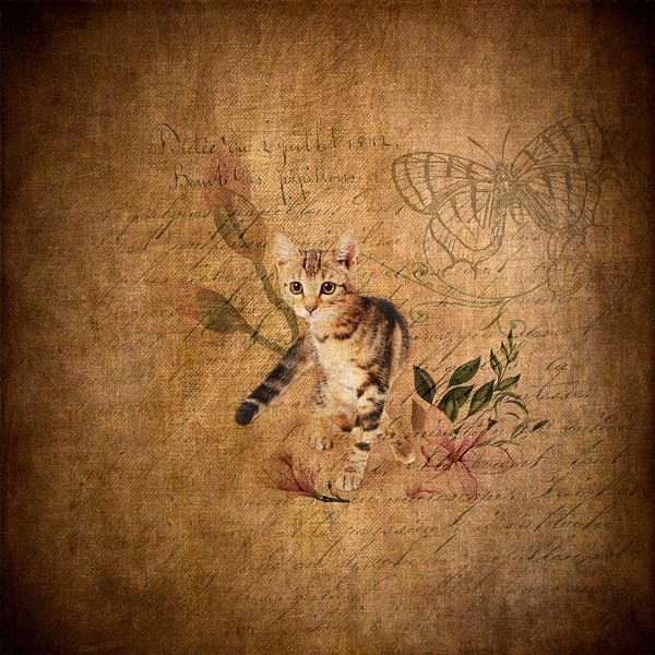 Kattenverhaal van Lucia