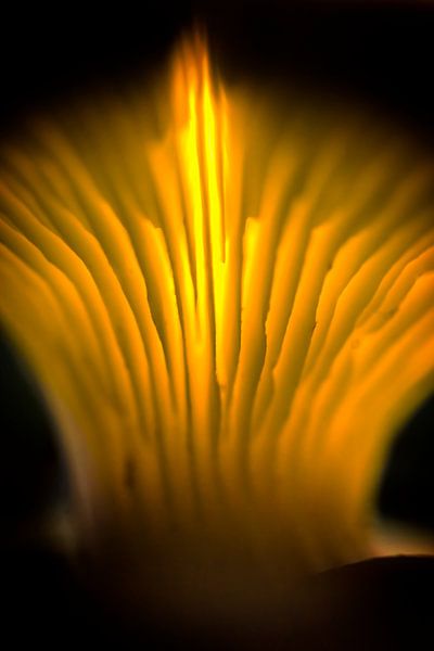 Abstract mushroom by Jan van der Knaap