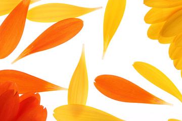 Yellow and orange gerbera's (1) by André Blom Fotografie Utrecht