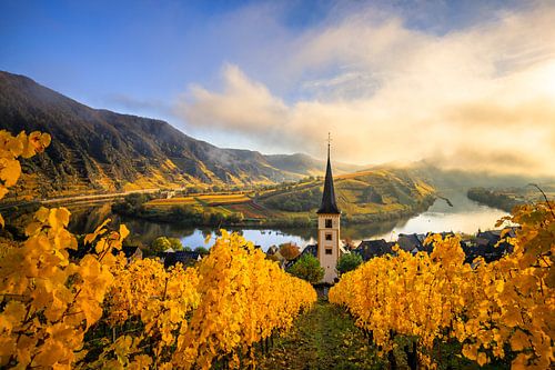 Moezellus met kerk en wijnstokken in de herfst in Bremm in de ochtend