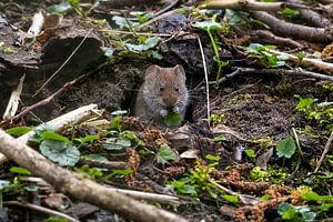 Mignonne souris dans la forêt.