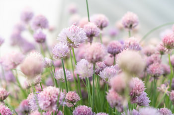 Schnittlauch Blumen