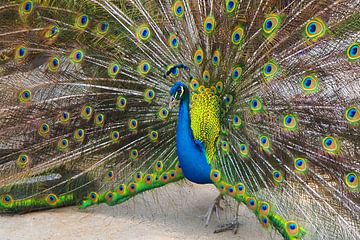 Peacock does a cartwheel