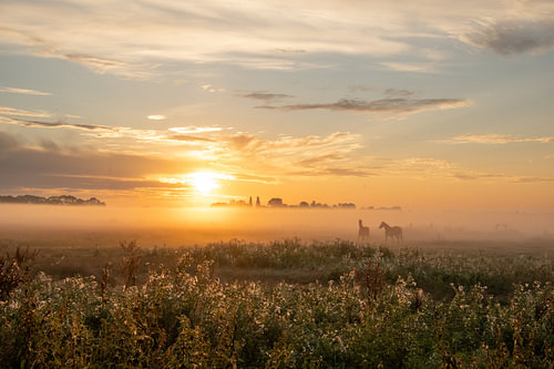 Des chevaux dans la brume
