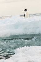 Adelie penguin - antarctica