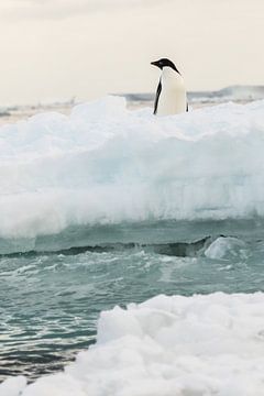 Adelie penguin - antarctica by Family Everywhere