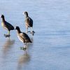 Les foulques veulent patiner sur Anne Ponsen