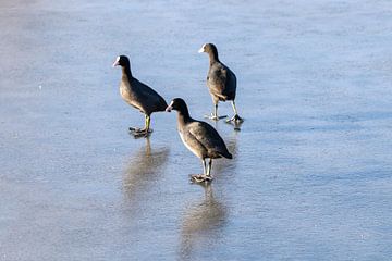 Meerkoeten wollen Schlittschuh laufen