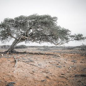 Divi divi boom op Bonaire van Iris van Loon