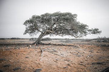 Divi divi Baum auf Bonaire von Iris van Loon