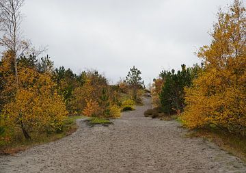 Weg durch Herbstfarben