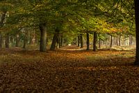 autumn and trees