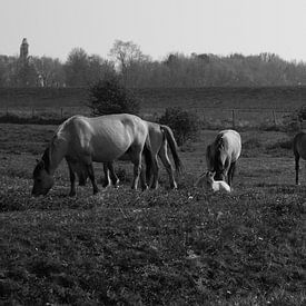 Wilde paarden met veulen by Tim van den Berg