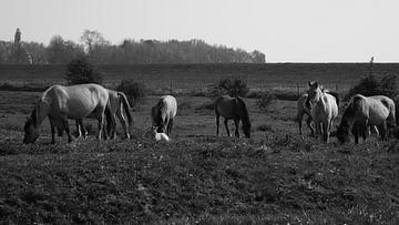 Wilde paarden met veulen van Tim van den Berg