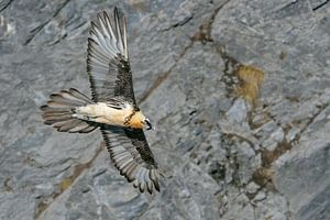 Bartgeier ( Gypaetus barbatus ), einer der größten Greifvögel Europas, im Flug entlang einer Steilwa