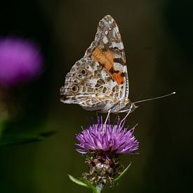 Vlinder op bloem van Fokko Erhart