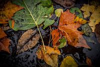 AutumnLeaves