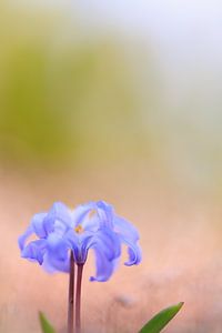Blausterne (Scilla)