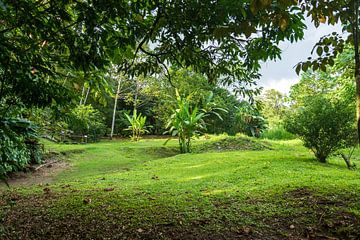 Sarapiquí  Selva Verde, mooi groen in  regenwoud in Costa Rica