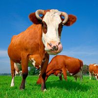 Funny cow picture