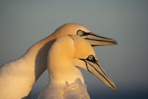Gannets