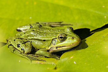 Frosch