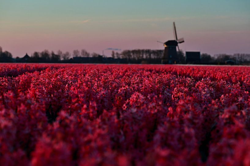 Roze hyacinten by peterheinspictures