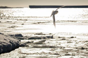 Vogel in tegenlicht Antarctica