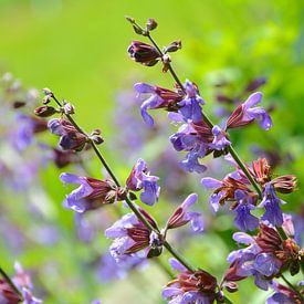 Salvia officinalis in bloom by AS Photography