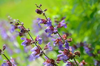 Salvia officinalis en fleurs