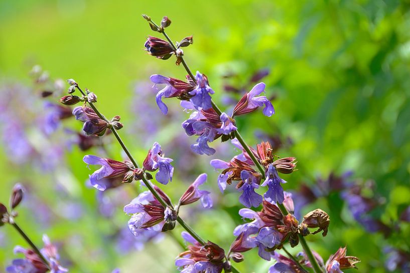 Salvia officinalis in bloom by AS Photography