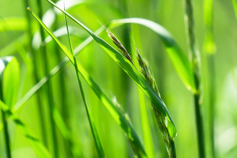 gras in de zon macro van Dörte Bannasch