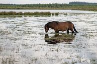 een bruin wild paard in het fochteloerveen van ChrisWillemsen thumbnail