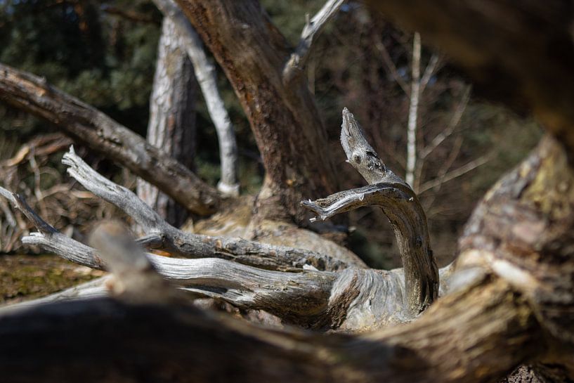 Tree trunk with scooped depth by Marco Leeggangers