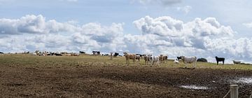 Panorama met een kudde koeien in een geel graslandschap en wolken in de lucht in Cornwall England UK van Leoniek van der Vliet