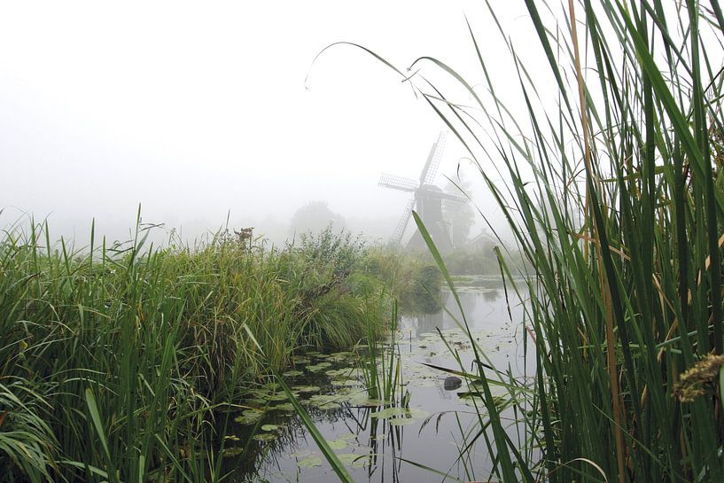 Mill in reed bed by frans bouwmeester