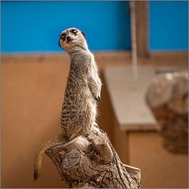 Neugieriges Steckenpferd von MientjeBerkersPhotography