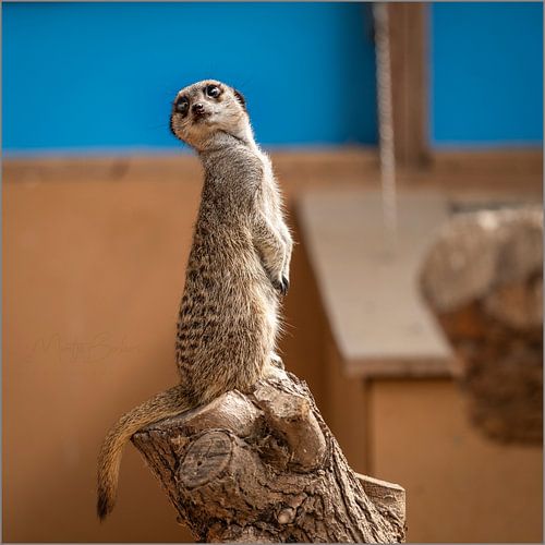 Nieuwsgierig stokpaardje