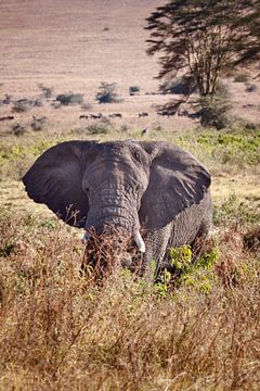Elephant in Ngorongoro crater by Paul Jespers
