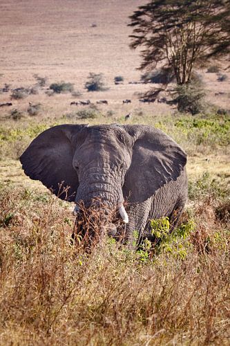 Olifant in de Ngorongoro-krater