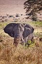 Olifant in de Ngorongoro-krater van Paul Jespers thumbnail